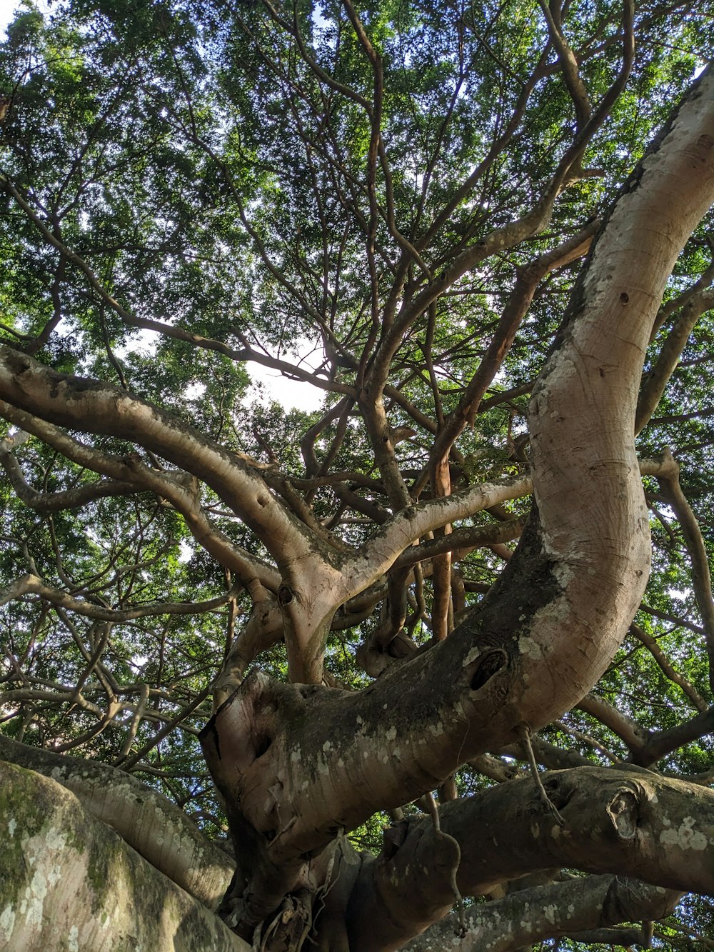 a very large tree with lots of branches