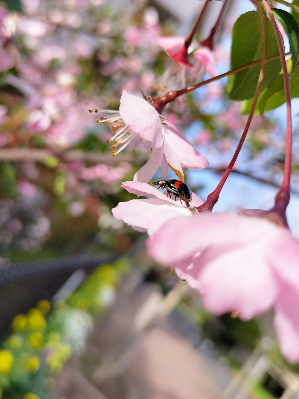 a bee is sitting on a pink flower