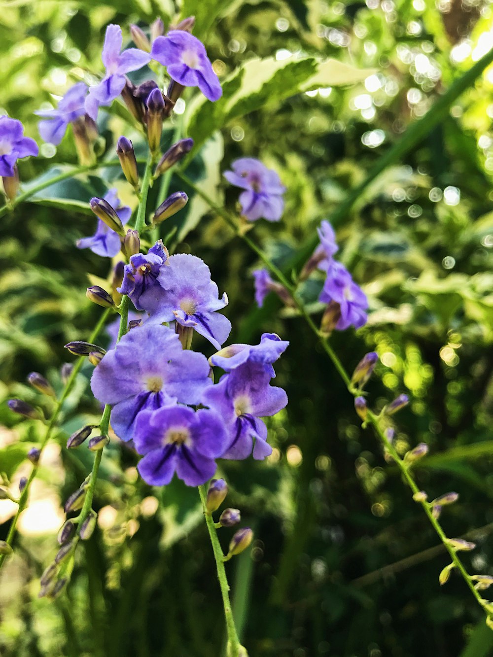 a bunch of purple flowers that are in the grass