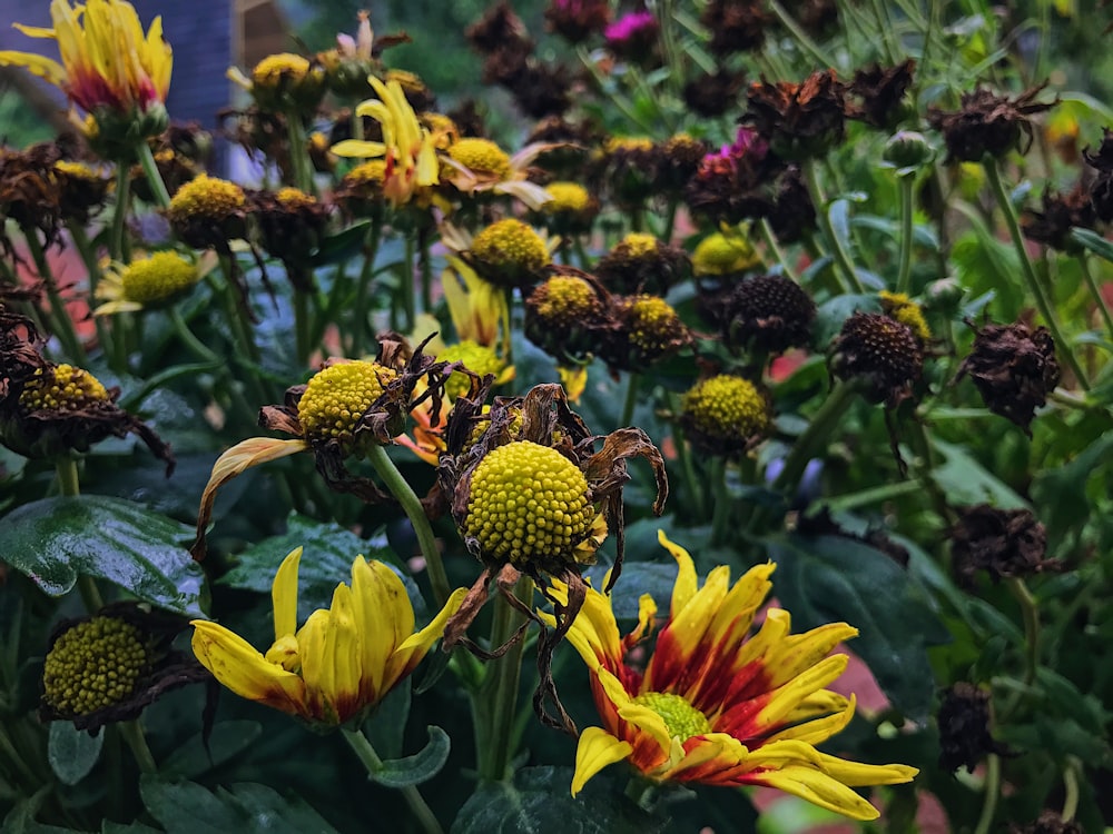 a field full of yellow and red flowers