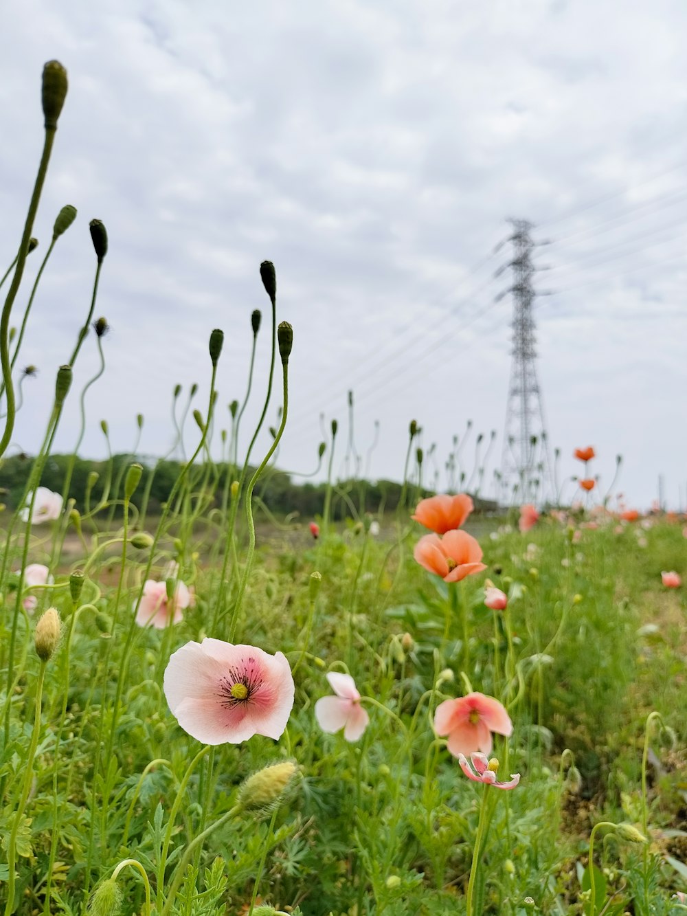 un campo di fiori con linee elettriche sullo sfondo