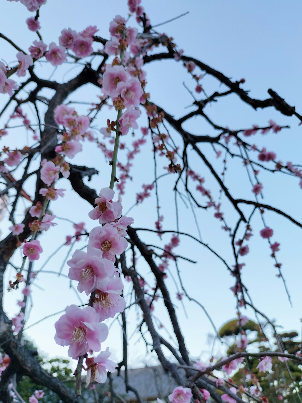 a tree with lots of pink flowers on it