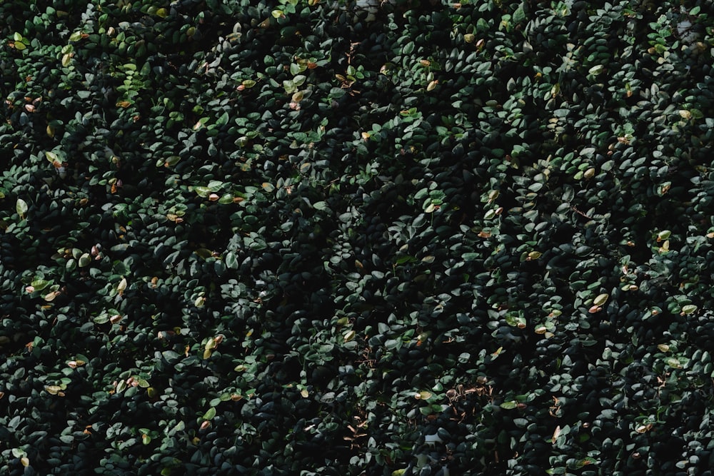 a bird is perched on top of a bush