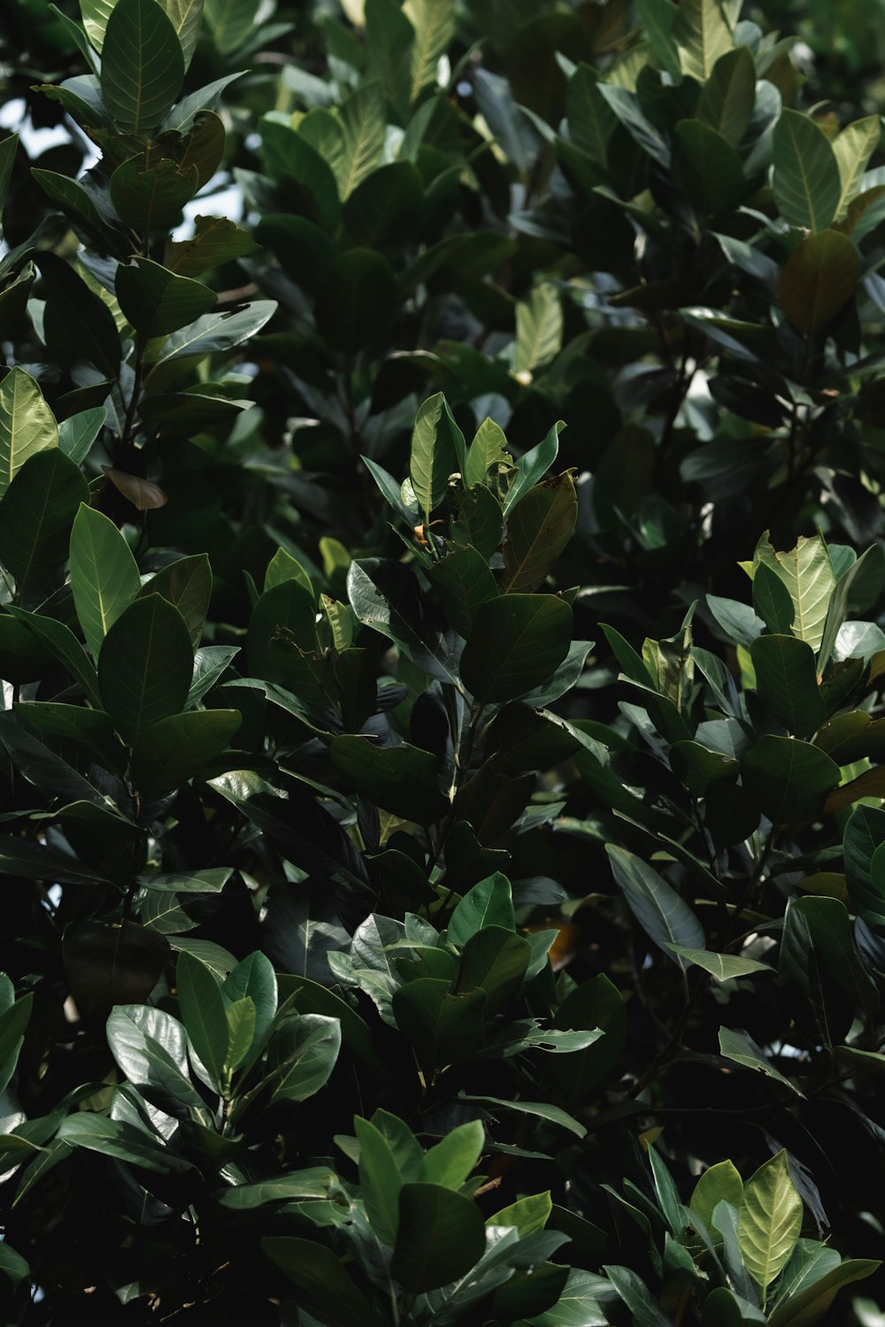 a bird sitting on top of a lush green tree