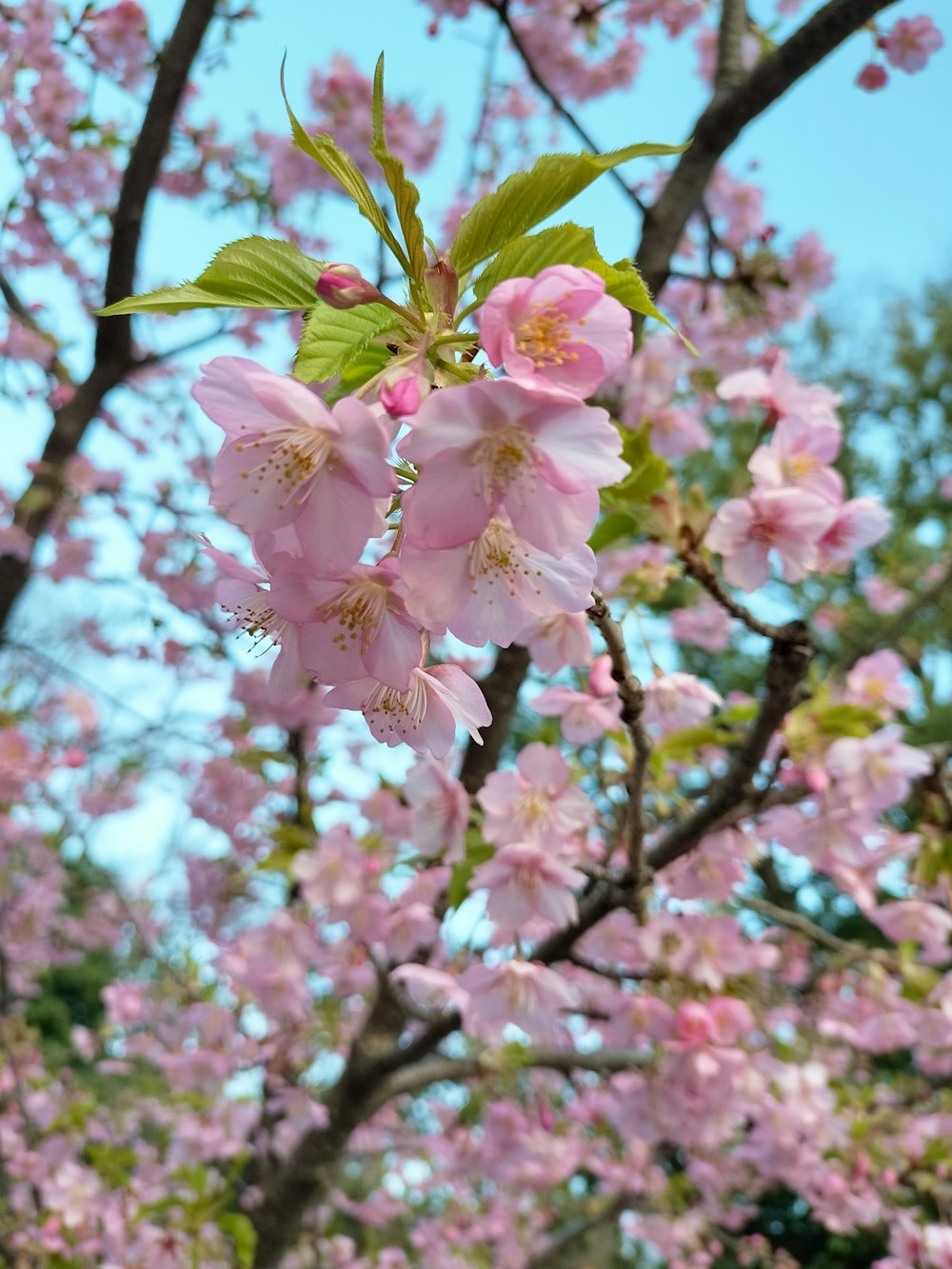 a tree with lots of pink flowers on it