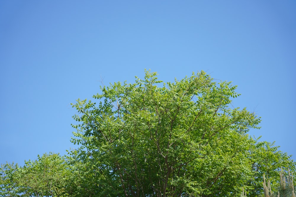 a green tree with a blue sky in the background