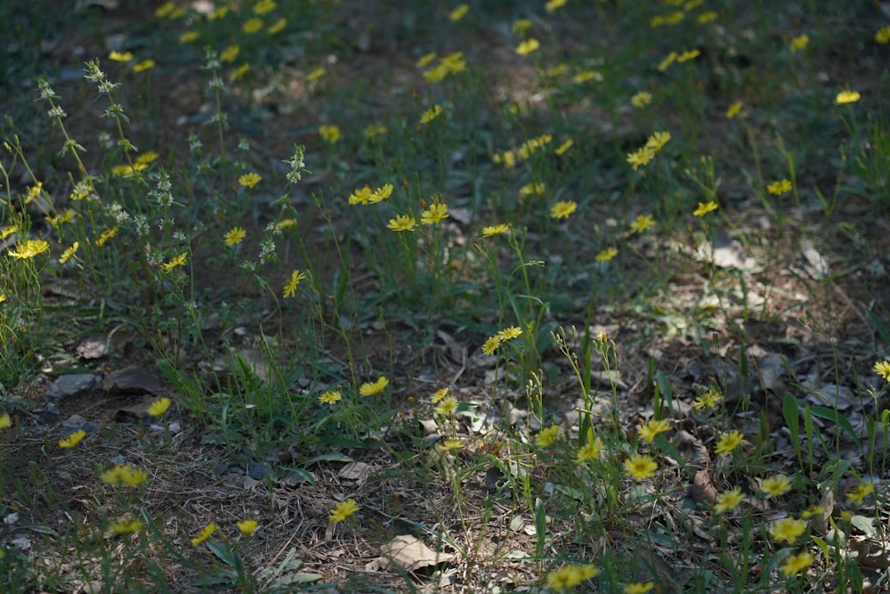 a dog is standing in a field of flowers