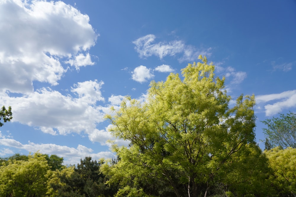 a tree with green leaves and a blue sky with white clouds