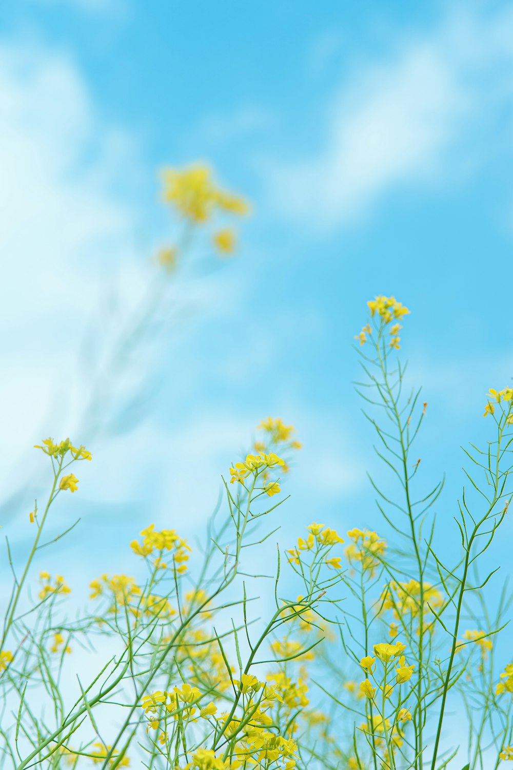 a bunch of yellow flowers with a blue sky in the background