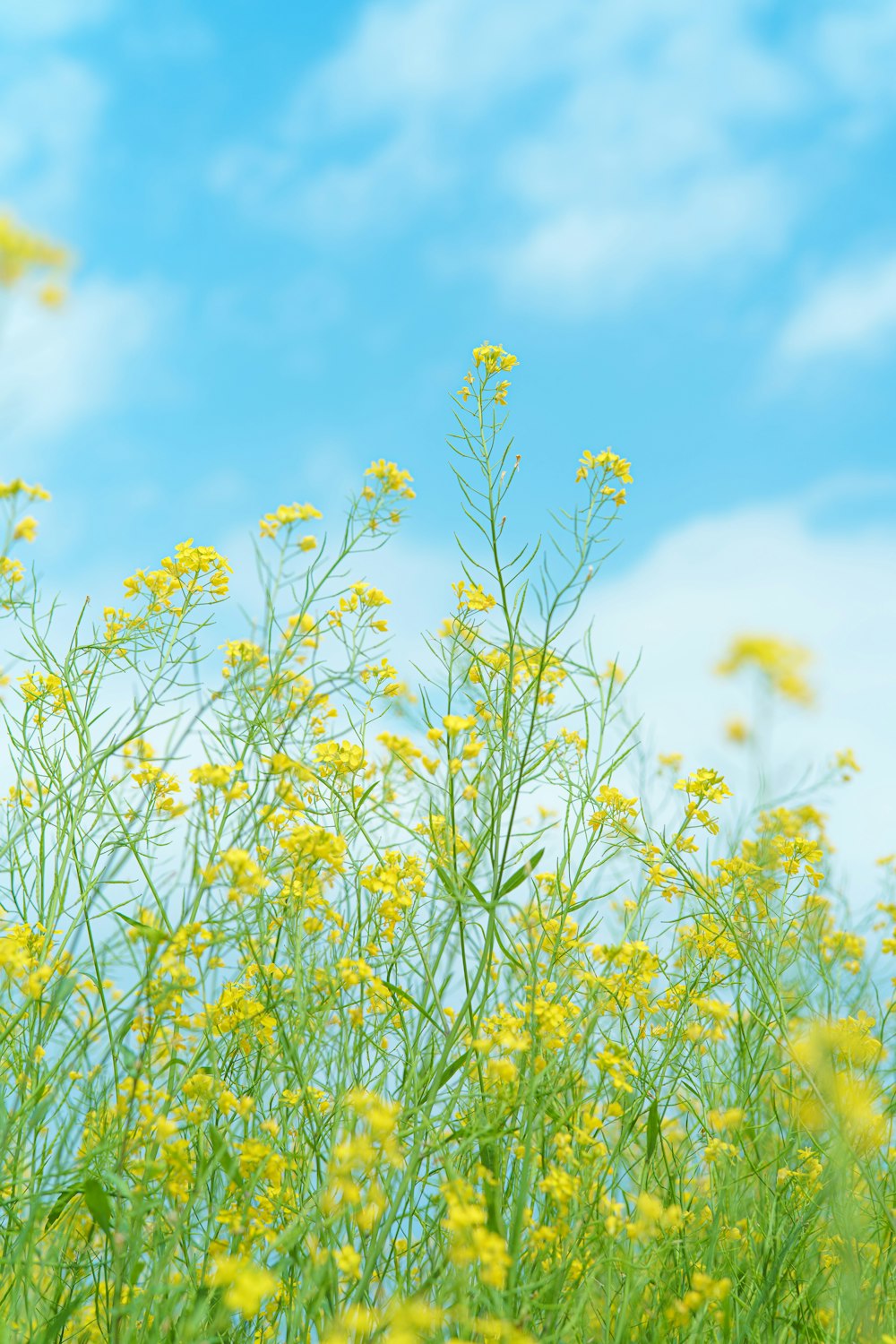 a field full of yellow flowers under a blue sky