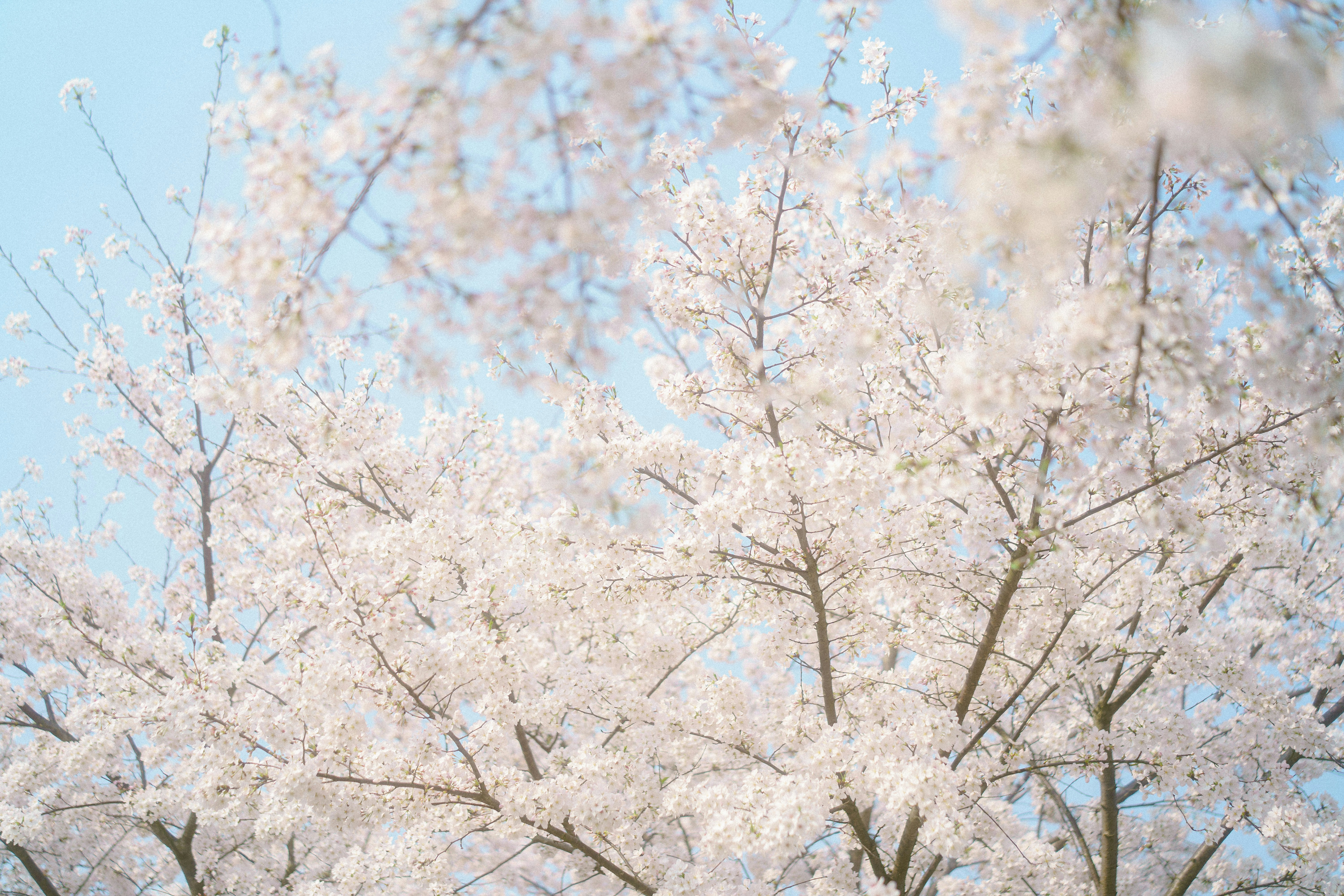 Photo by xiexianghua