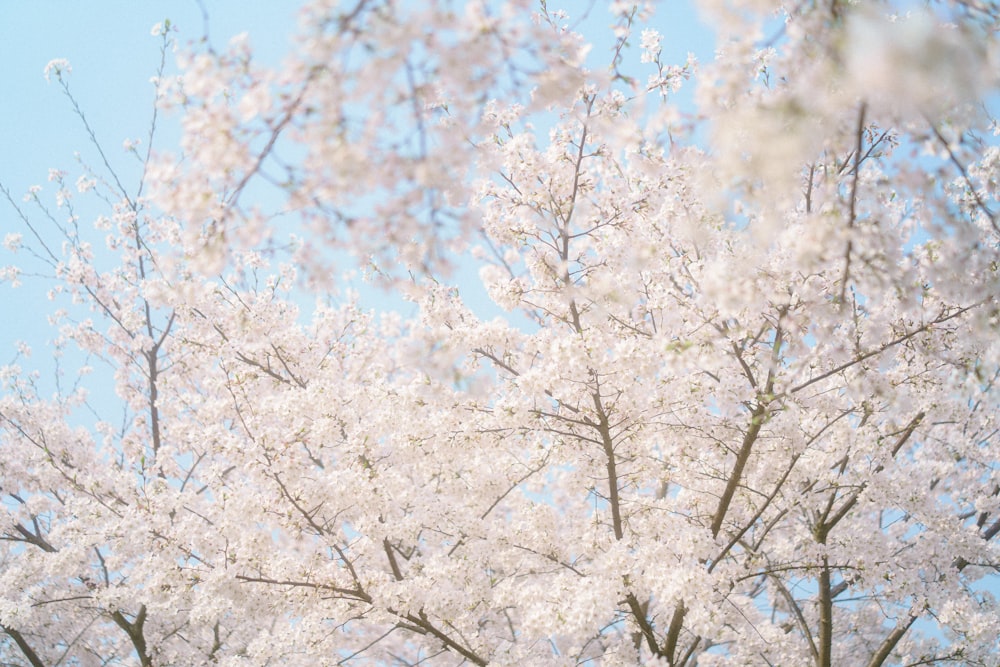 a bunch of white flowers on a tree