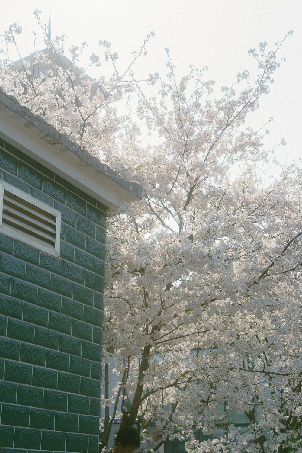 a tree with white flowers in front of a green building