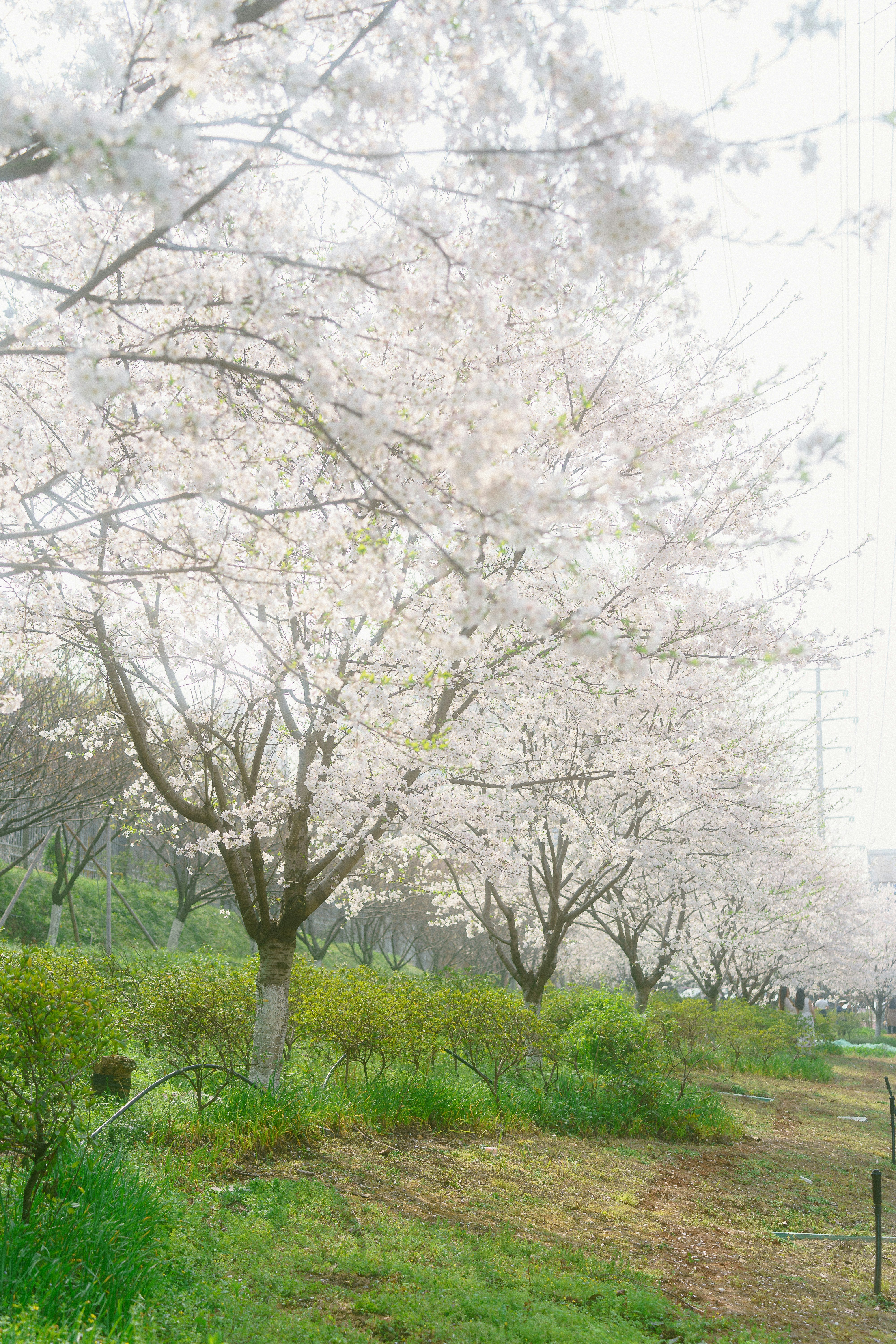 Photo by xiexianghua