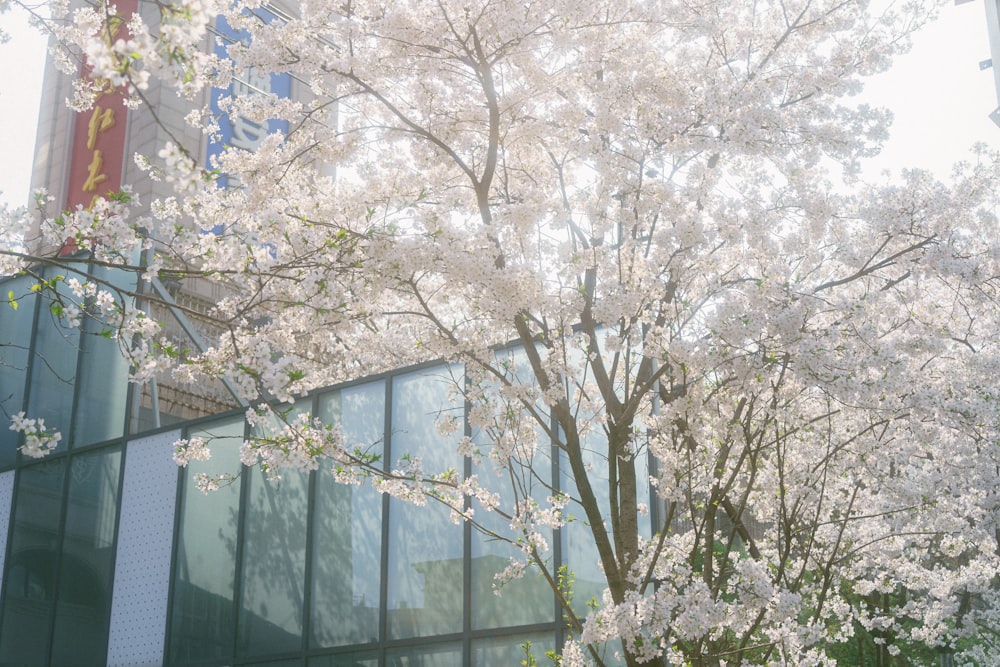 a tree with white flowers in front of a building