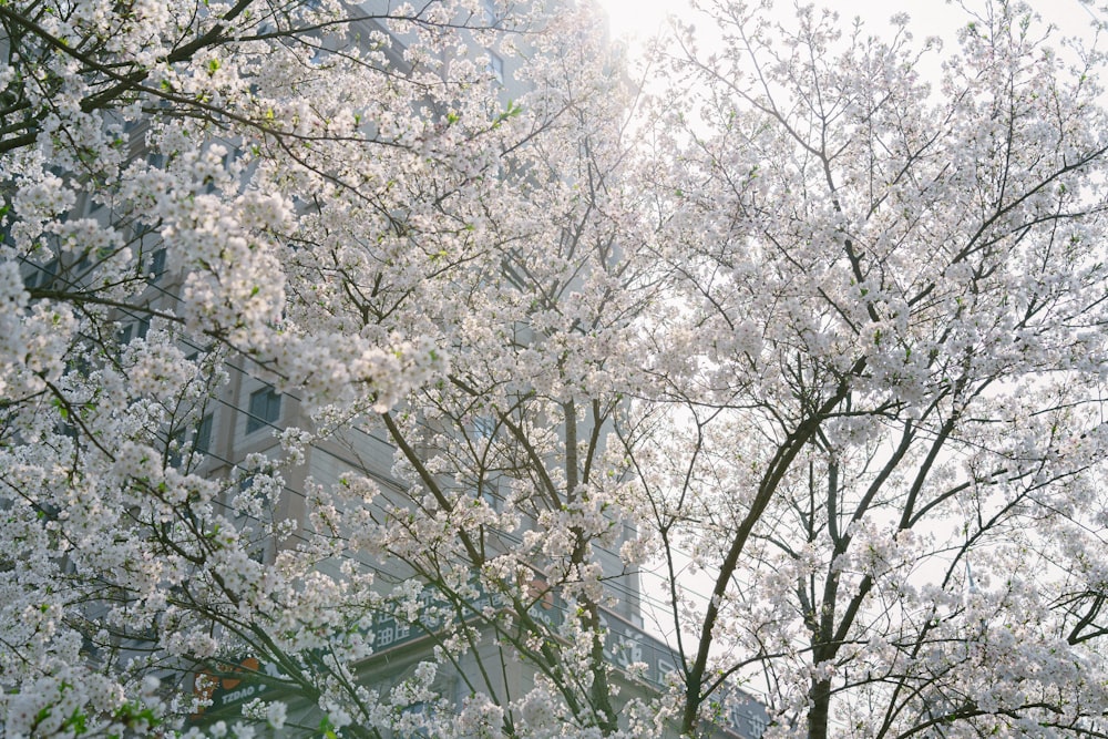 a tree with white flowers in front of a building