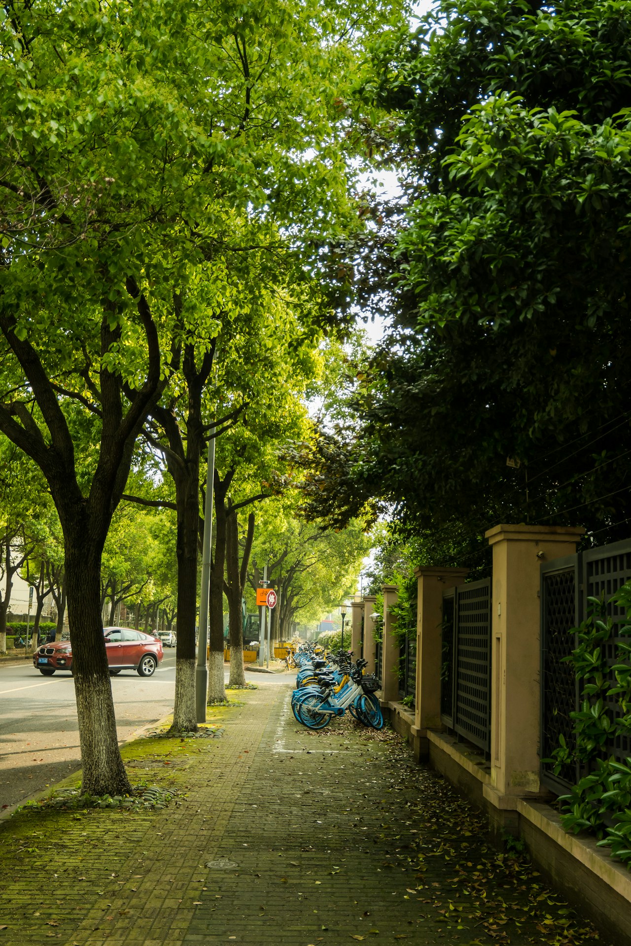 Planting for the Future: Enhancing Your Property with Parkway Trees