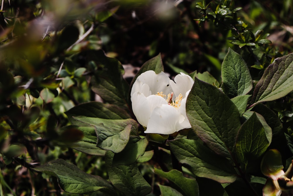 a white flower with green leaves around it