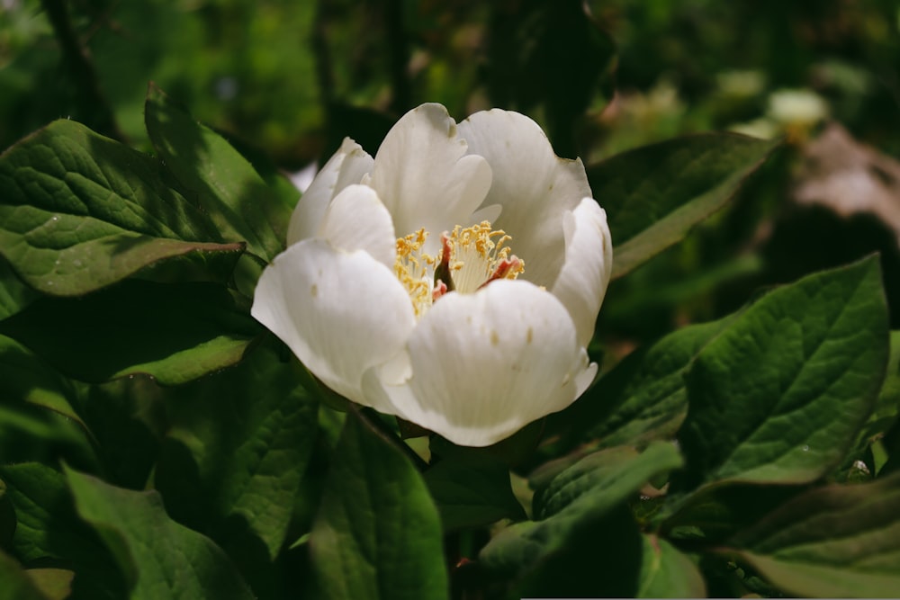 a white flower with green leaves in the background