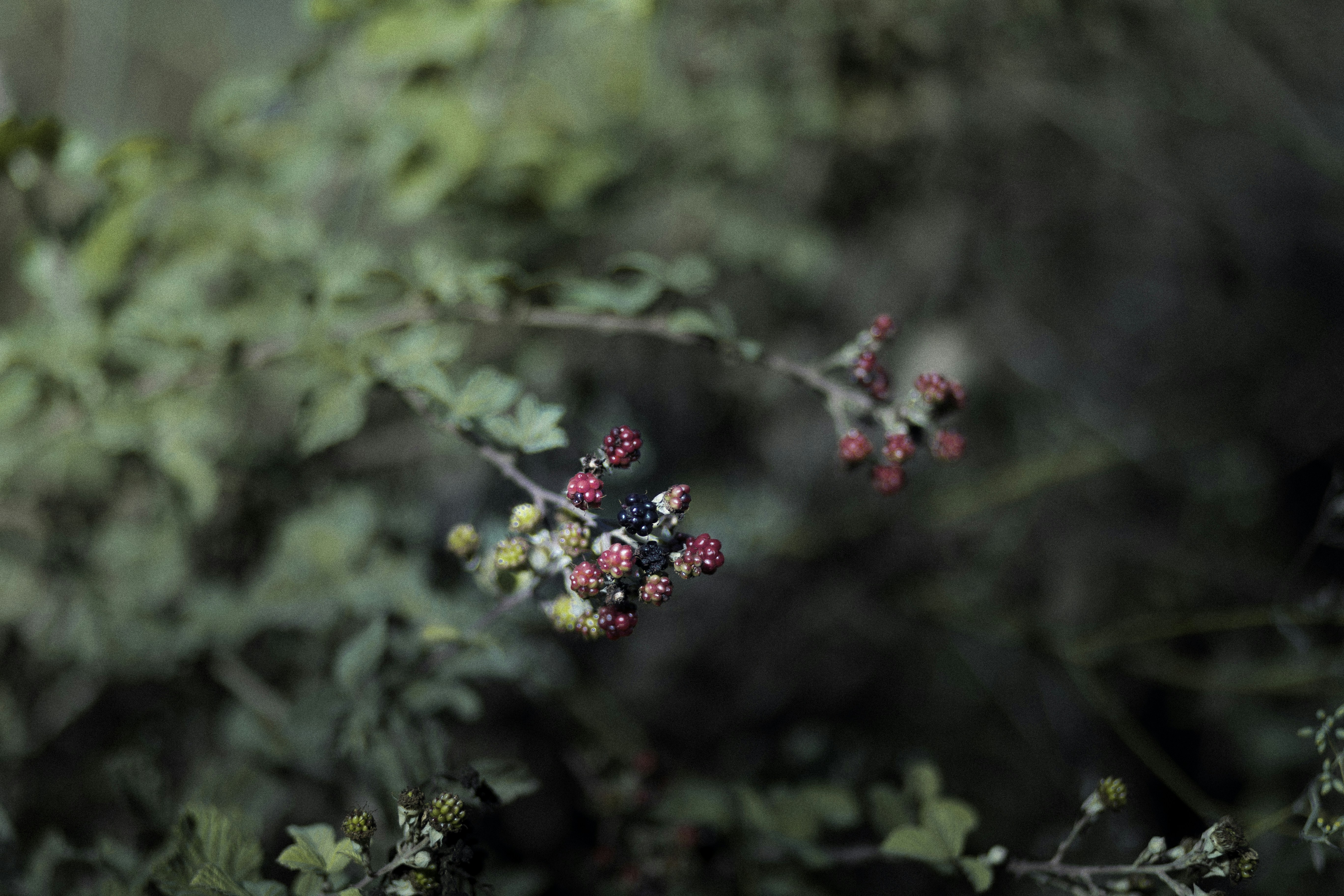 Photo by behindthetmuna