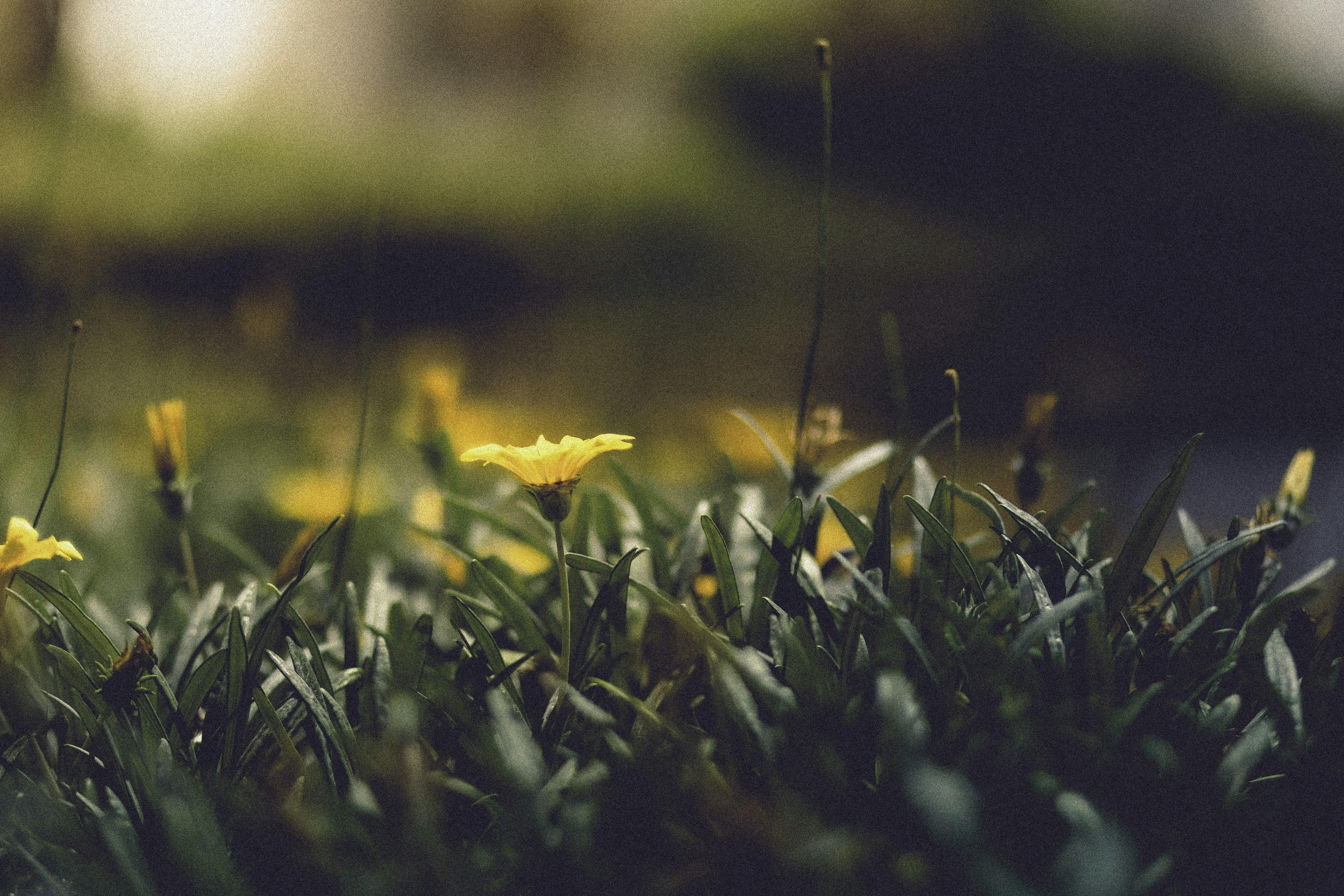 Photo by behindthetmuna