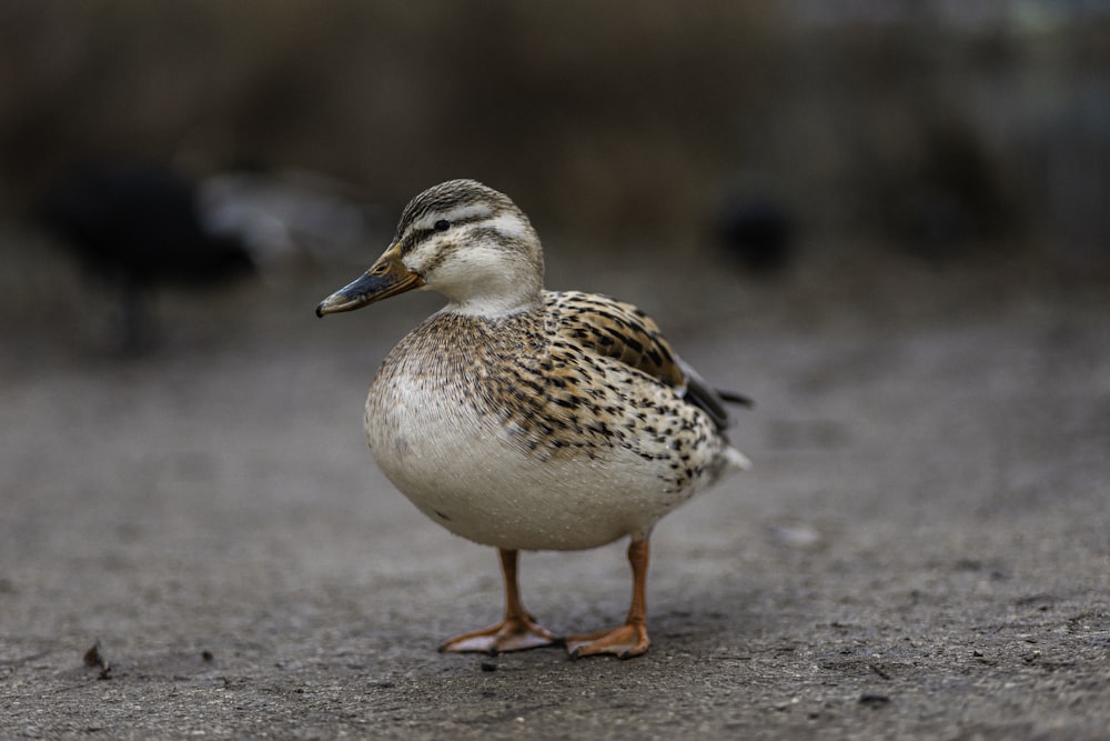a duck standing on the ground with other birds in the background