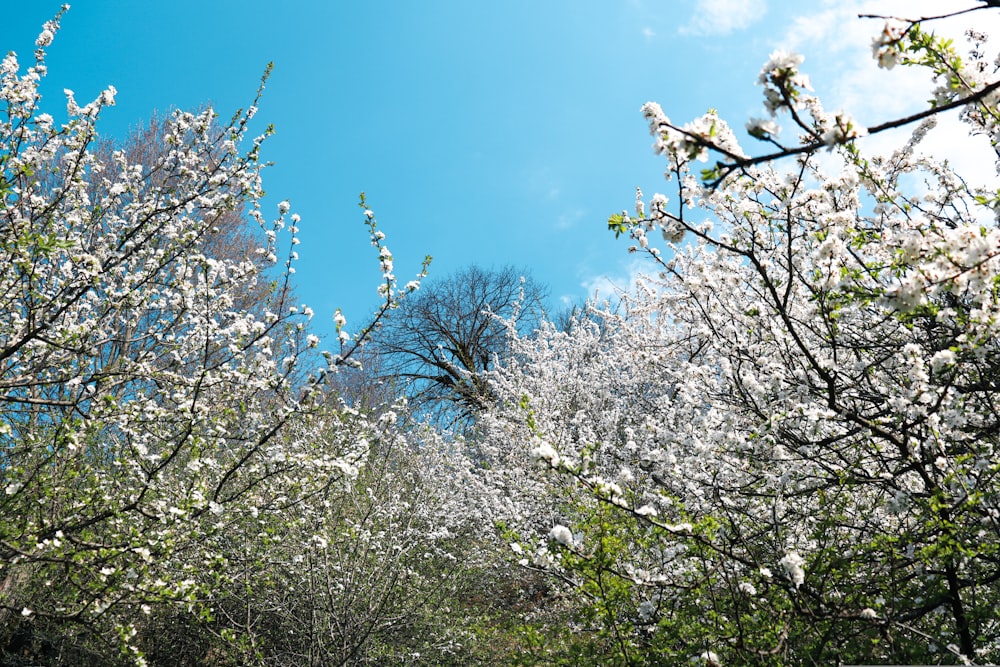 a tree filled with lots of white flowers