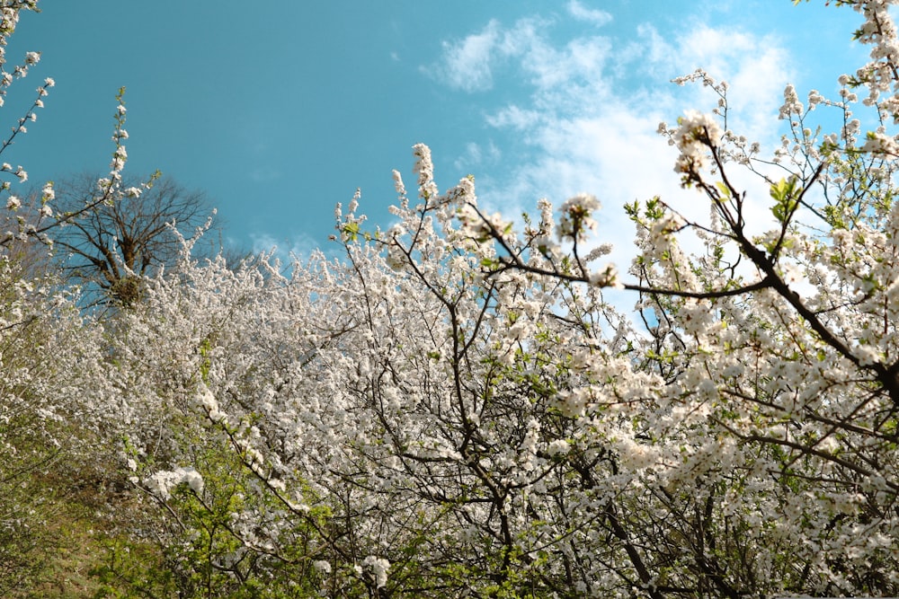 a tree filled with lots of white flowers under a blue sky