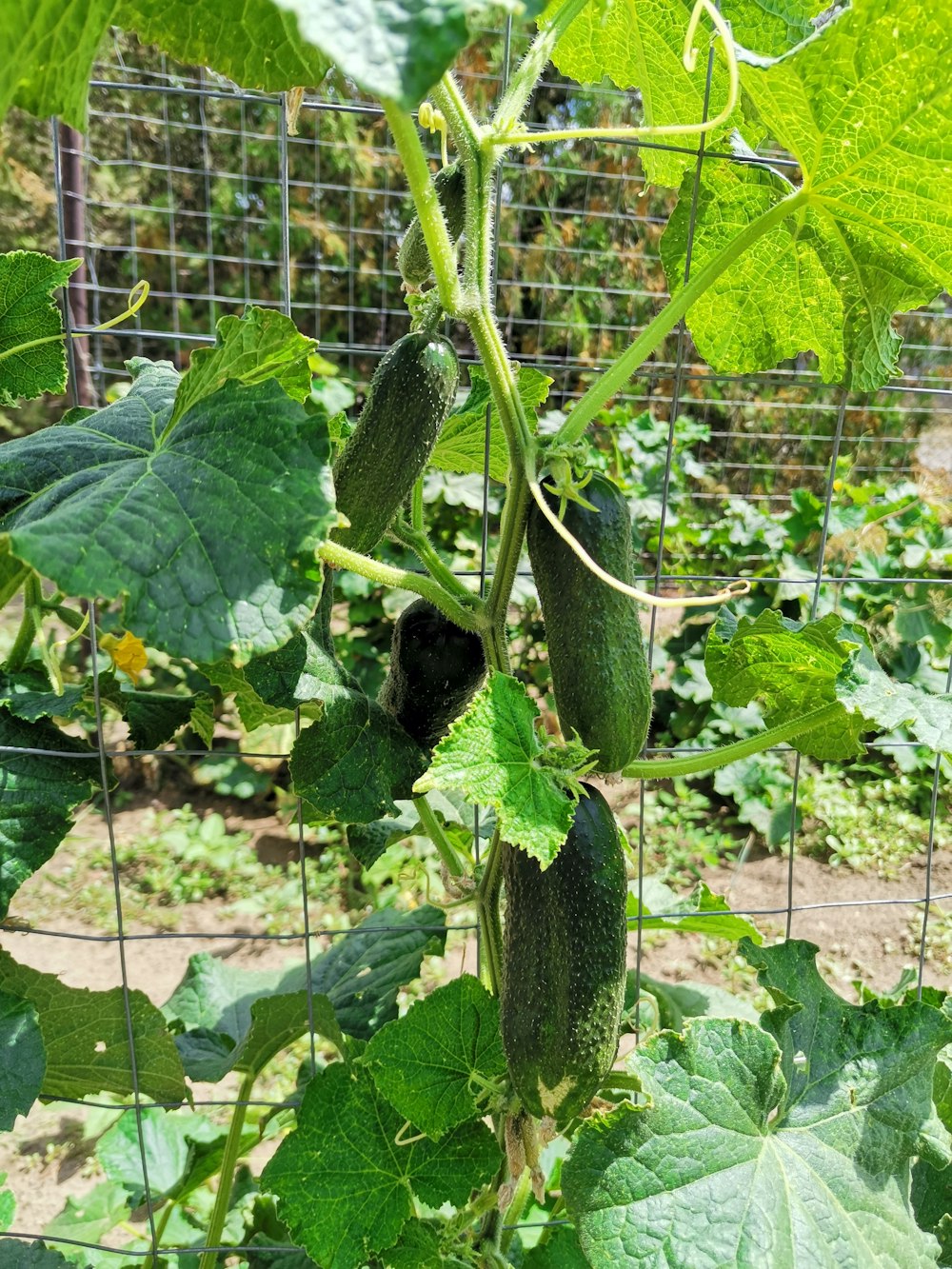 a cucumber growing in a garden next to a wire fence