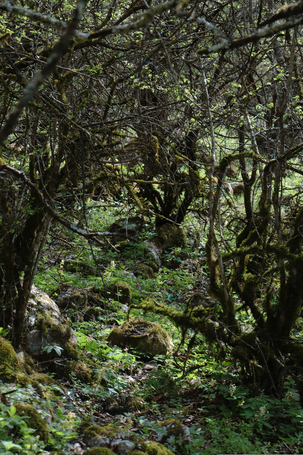 a forest filled with lots of trees covered in moss