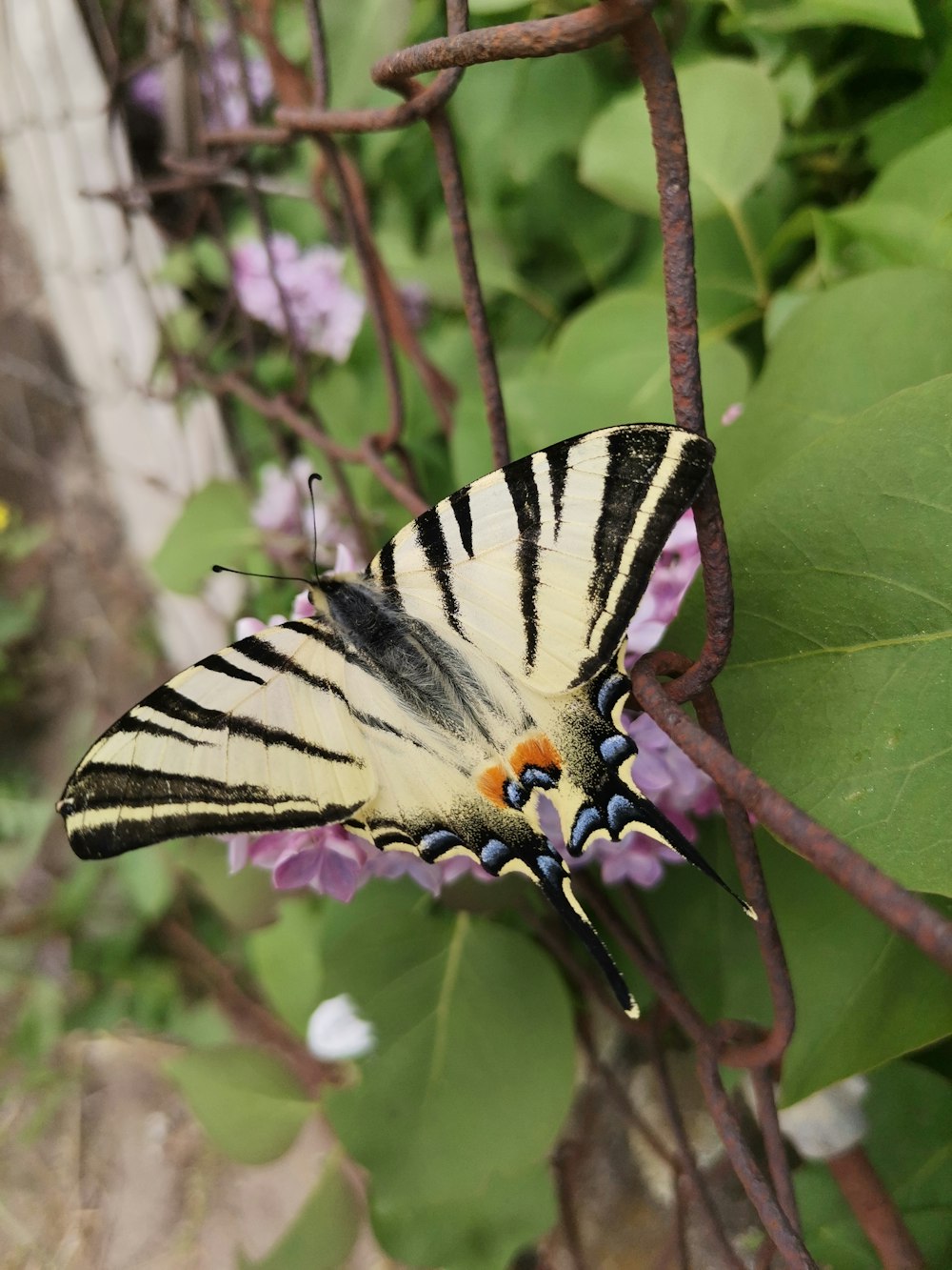 a black and white butterfly sitting on a purple flower