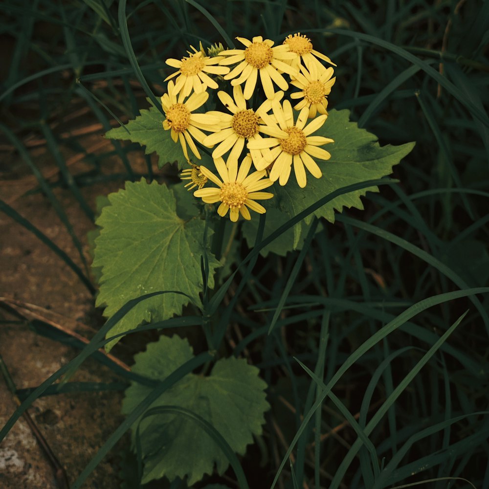 a bunch of yellow flowers sitting on top of a lush green field