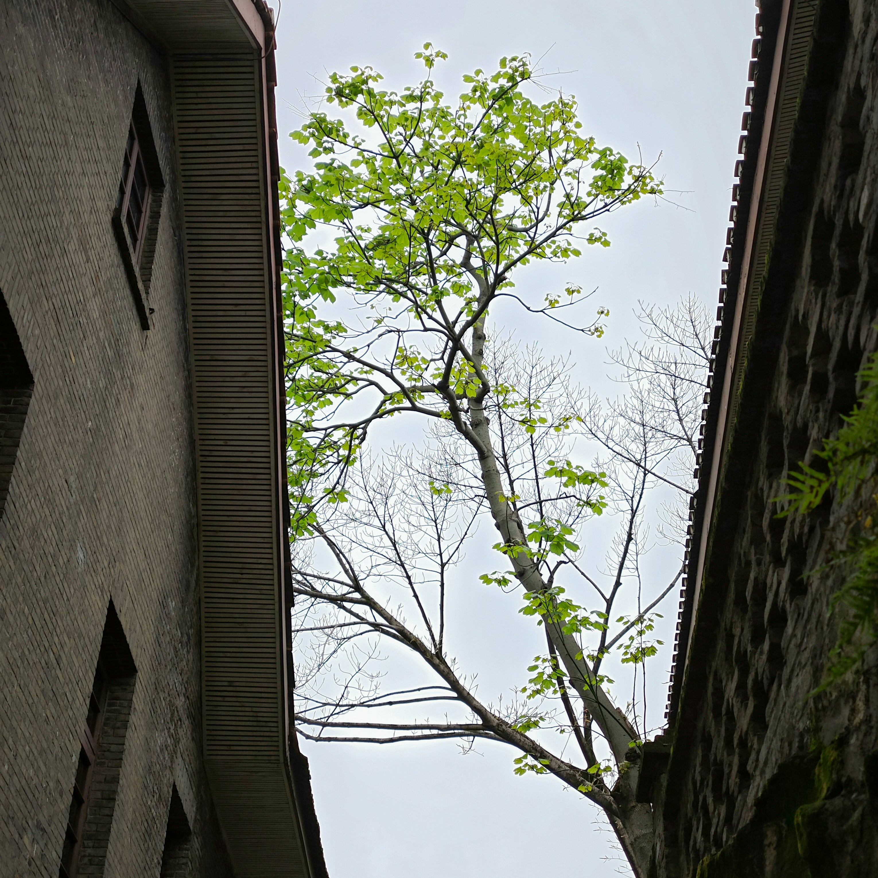 A tree in the middle of a narrow alley way photo – Free China Image on ...
