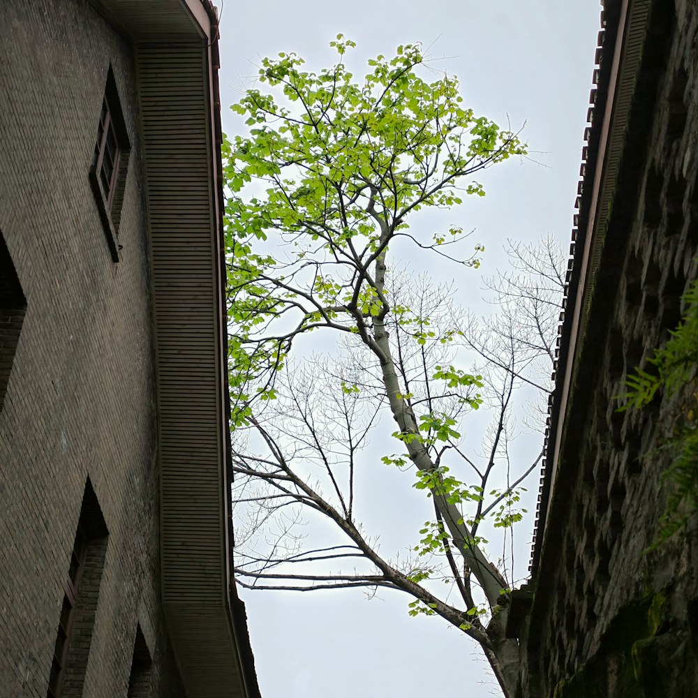 a tree in the middle of a narrow alley way