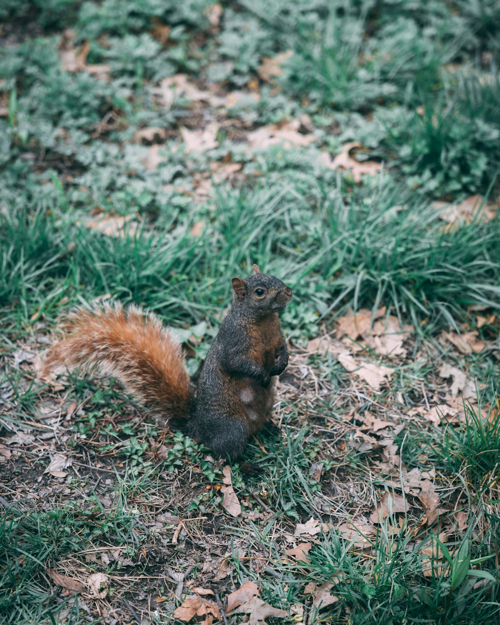 a squirrel is sitting on the ground in the grass