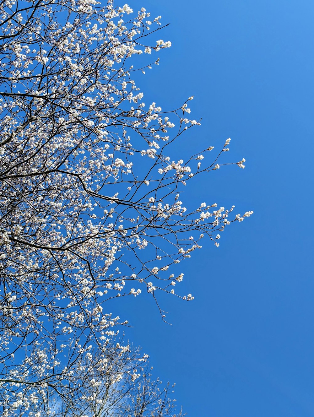 a tree with white flowers in front of a blue sky