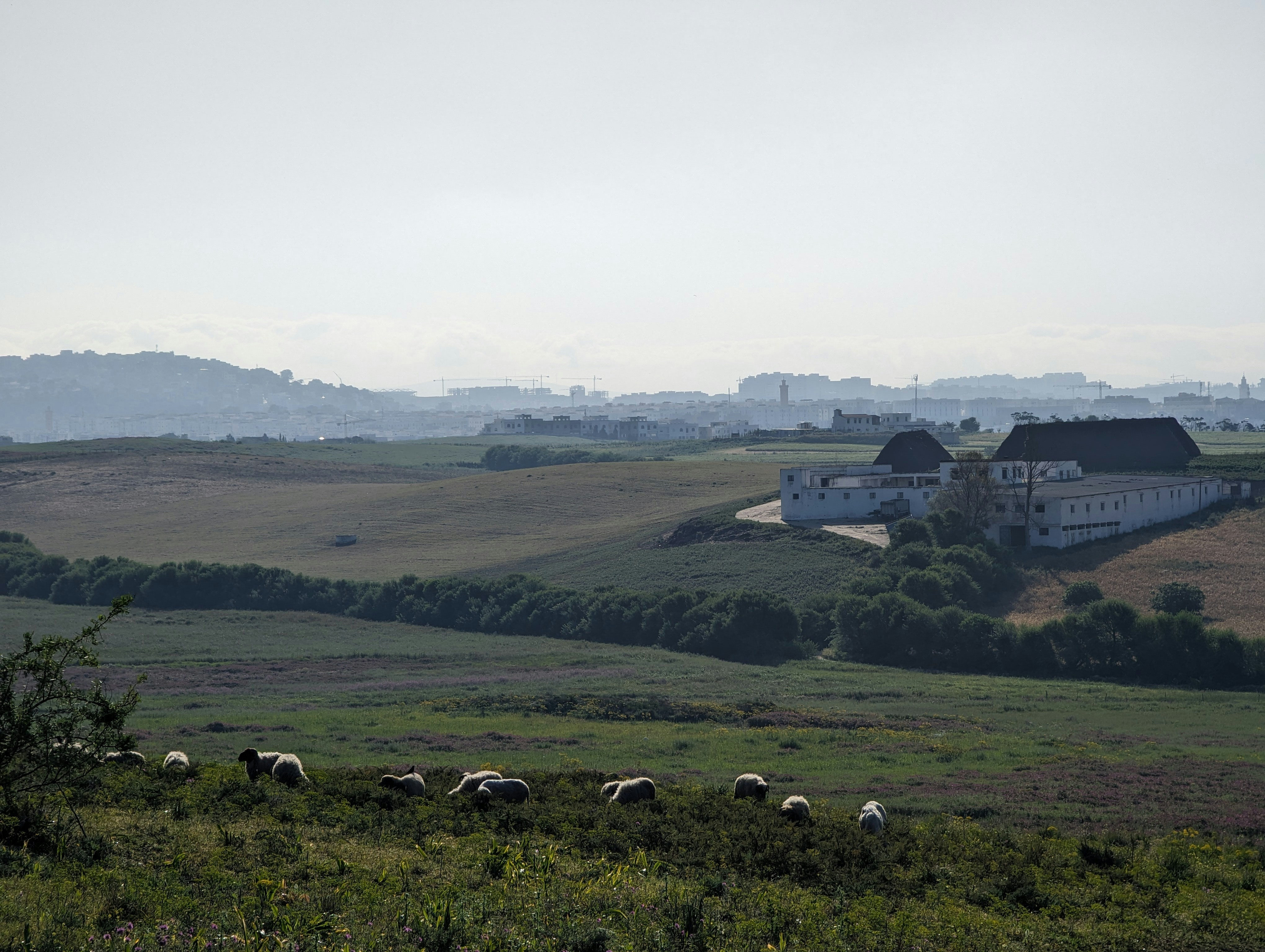 a herd of sheep grazing on a lush green hillside
