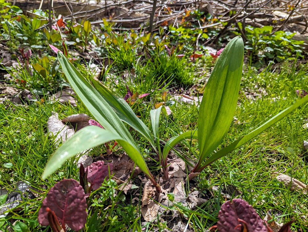 a small green plant growing out of the ground