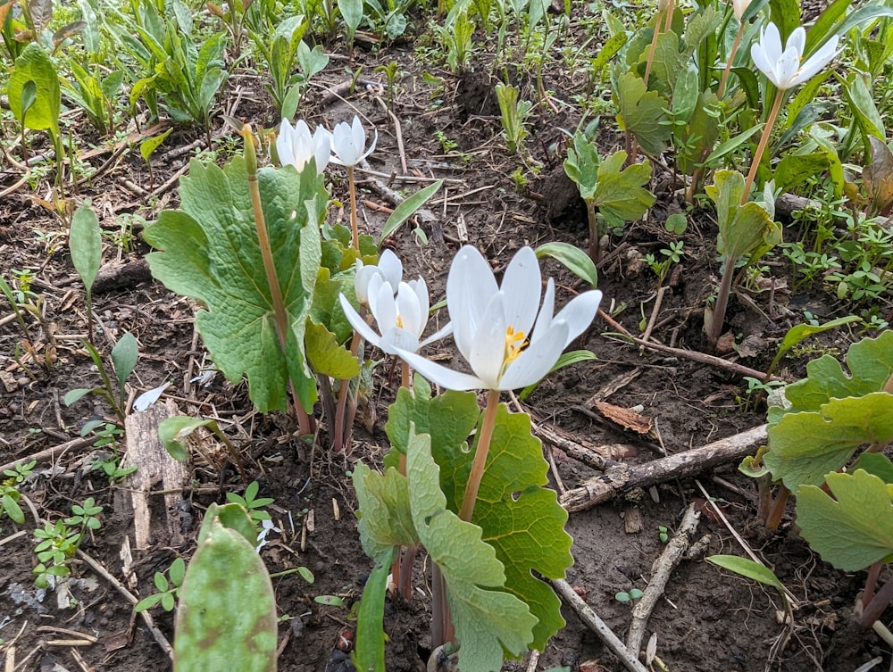 um grupo de flores brancas crescendo do chão