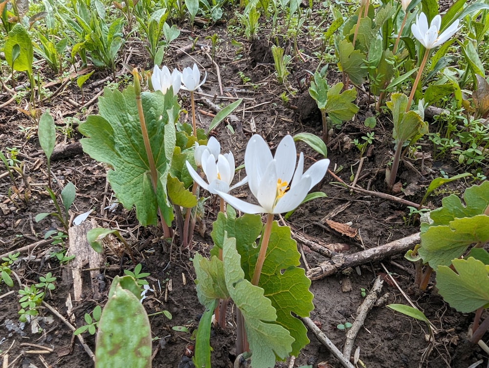 a group of white flowers growing out of the ground