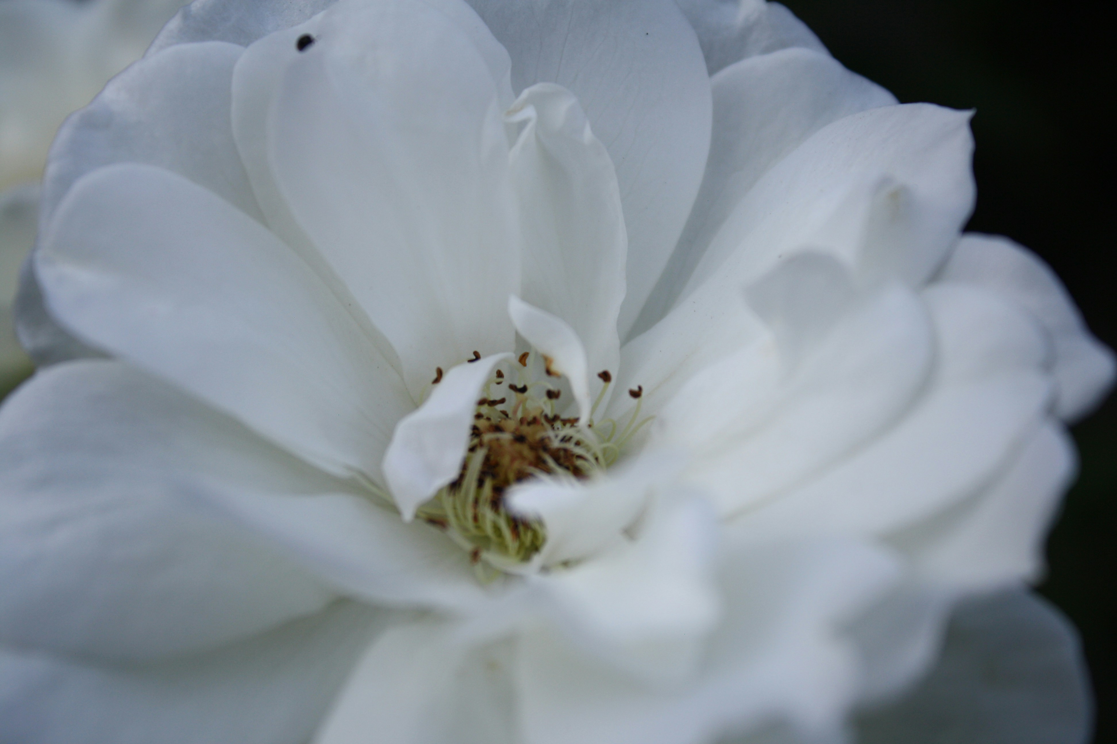 Photo by mikayla_vans