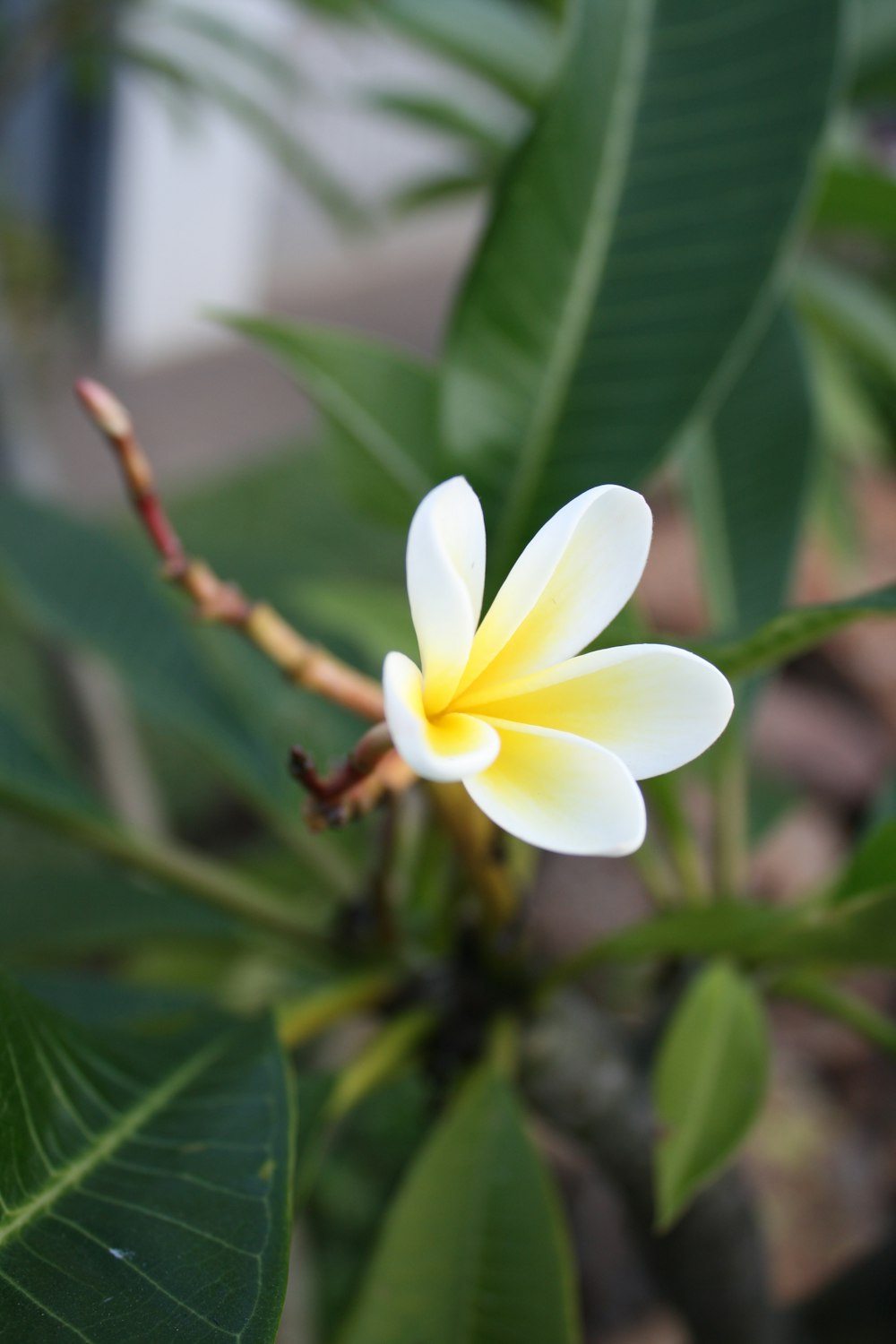 a white and yellow flower with green leaves