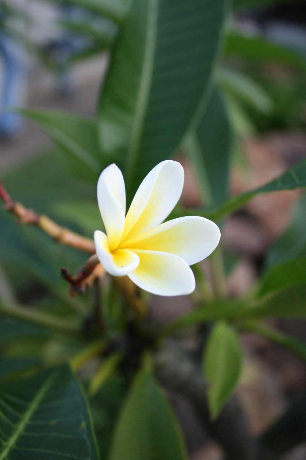 a white and yellow flower with green leaves