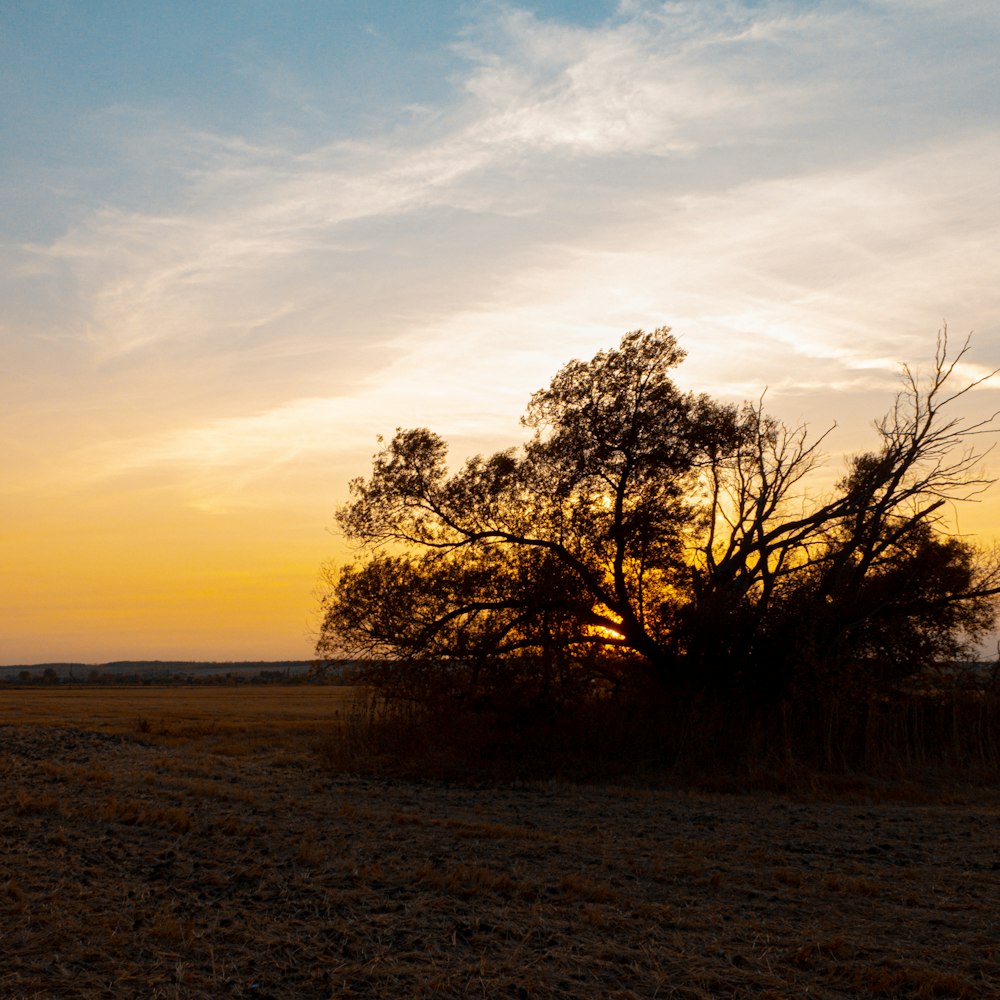 a lone tree in the middle of a field