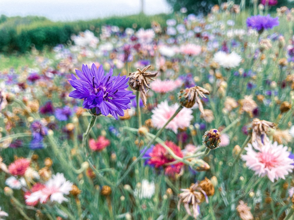 a field full of purple and white flowers