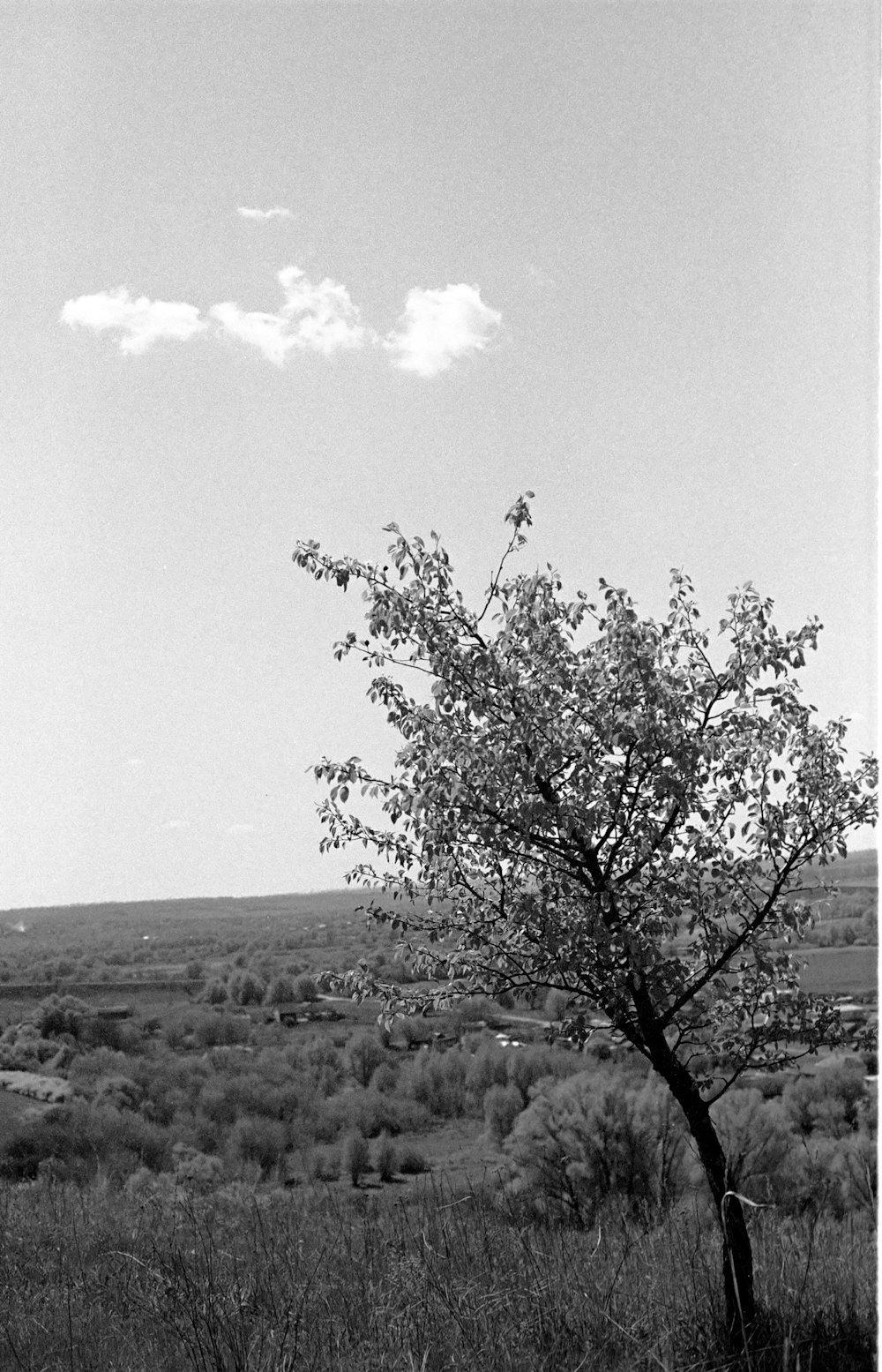 a black and white photo of a tree in a field