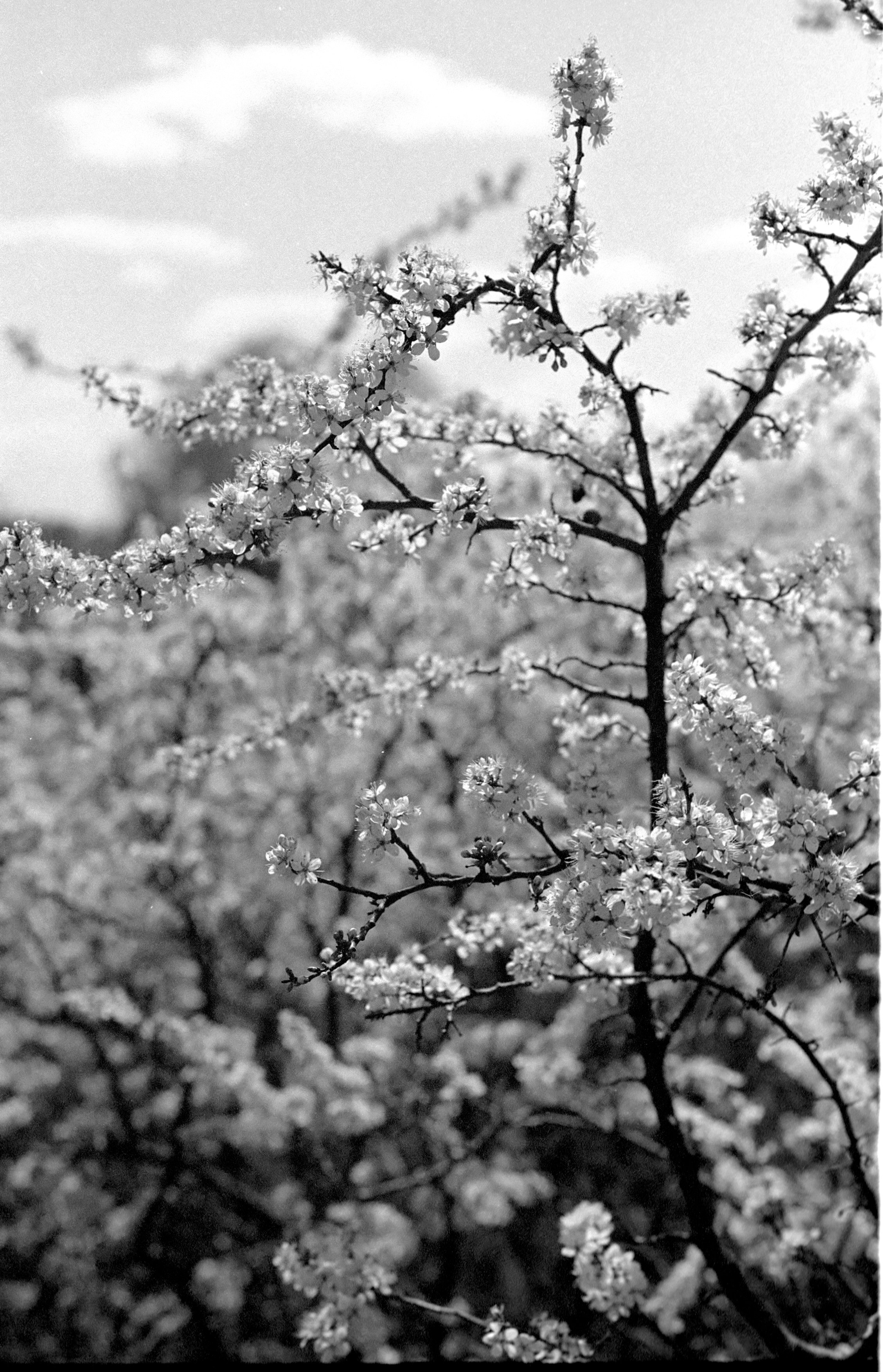 Photo by stepanseverinoff