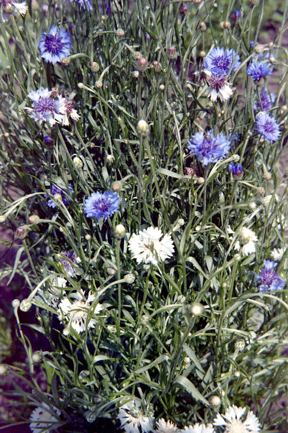 a bunch of blue and white flowers in a field