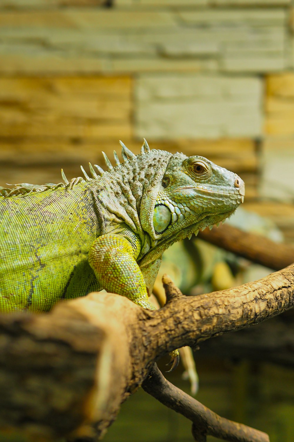 動物園の枝に座るイグアナ