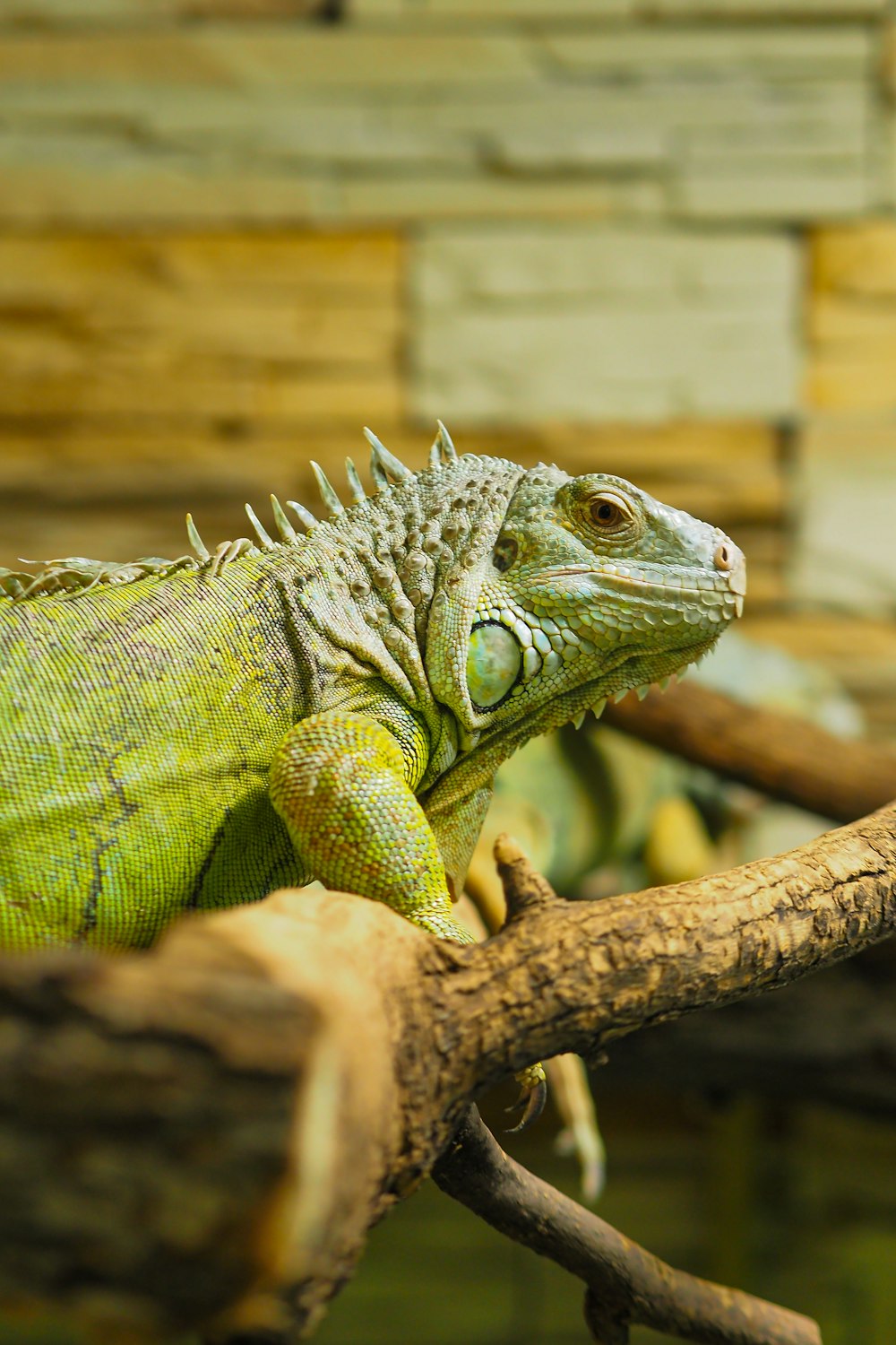 an iguana sitting on a branch in a zoo
